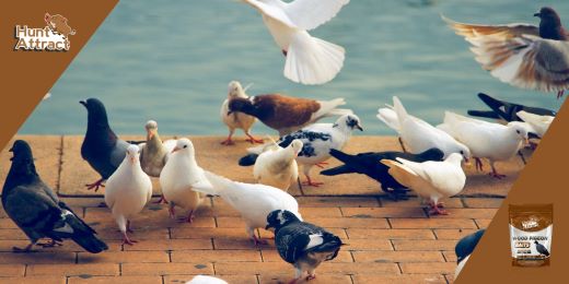 ¿Cómo utilizar un atrayente para palomas?