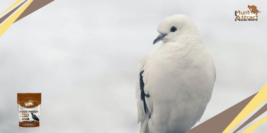 ¿Cómo cebar una paloma?