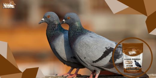 ¿Cómo los atrayentes de palomas pueden ayudar a atraer palomas?